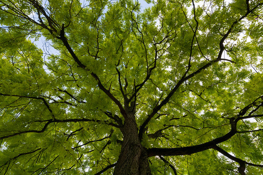 Acacia